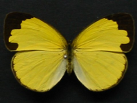 Adult Female Upper of Large Grass-yellow - Eurema hecabe hecabe